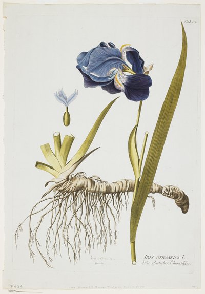 Iris Germanica, da Icones Plantarum Medicinalium, 1788-1812 da Joseph Jacob Plenck